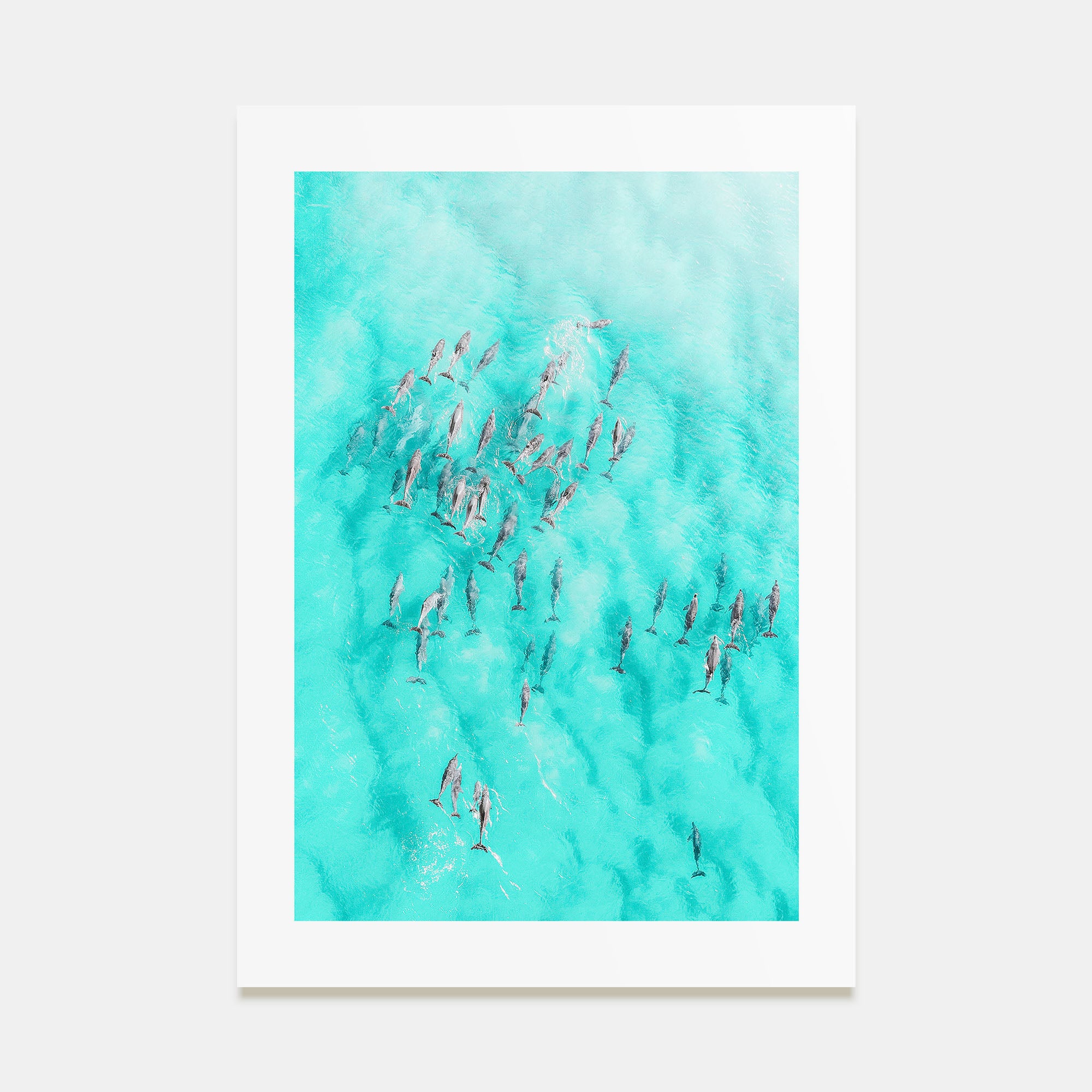 Dolphin Swimming Photo Color Poster