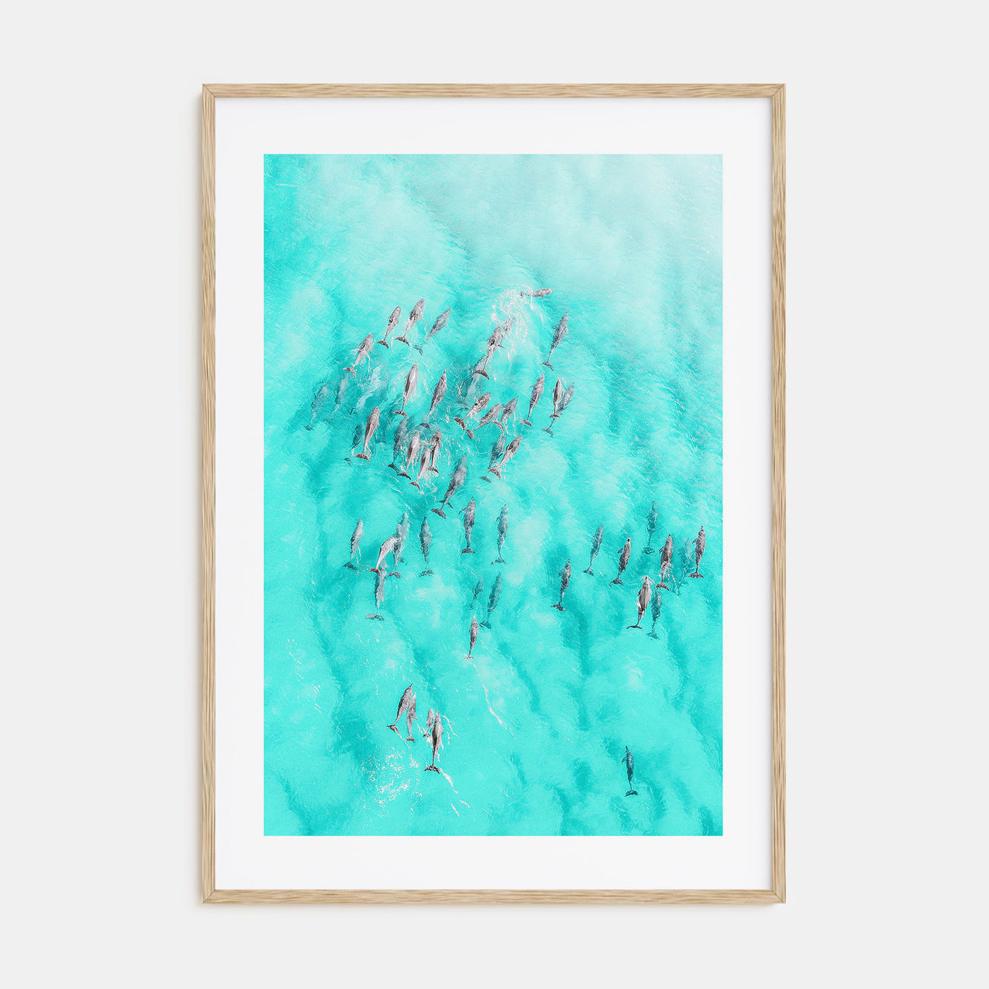 Dolphin Swimming Photo Color Poster