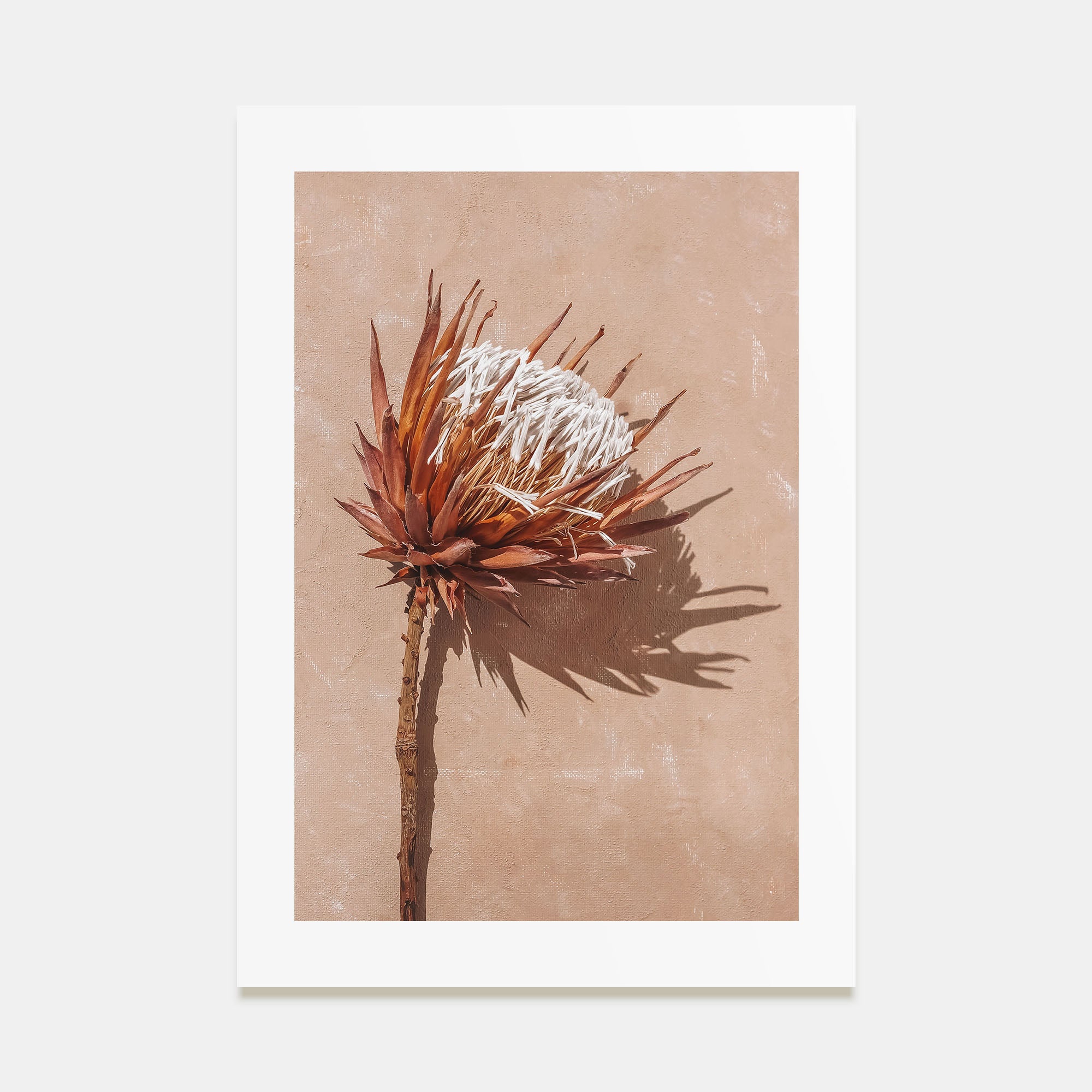 Dried Exotic Flower Photo Color Poster