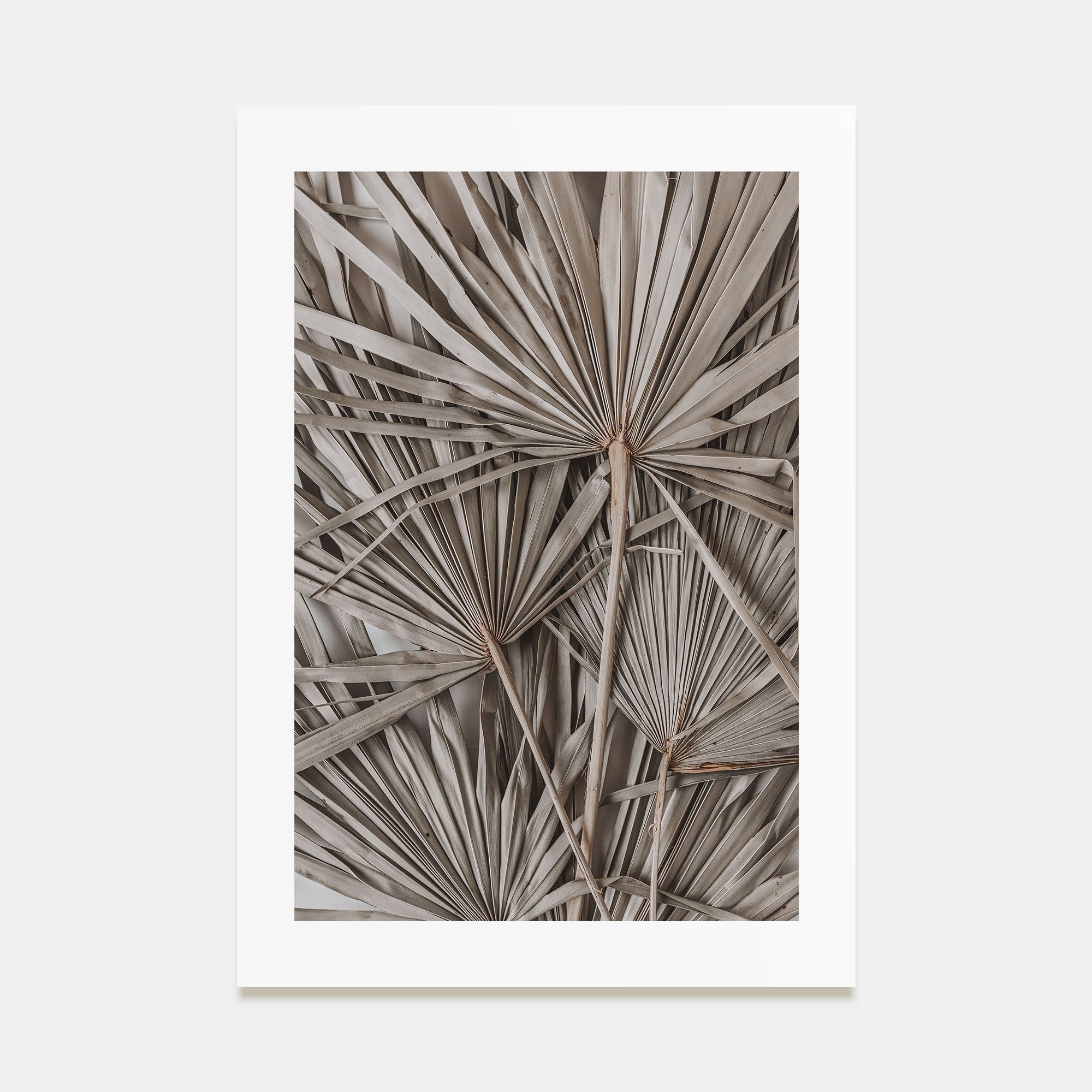 Dry Tropical Palm Leaf Photo Color No 1 Poster
