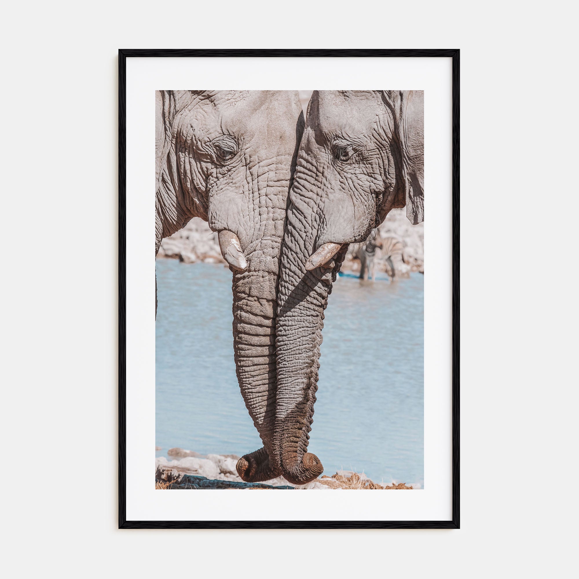 Elephant Couple Photo Color Poster