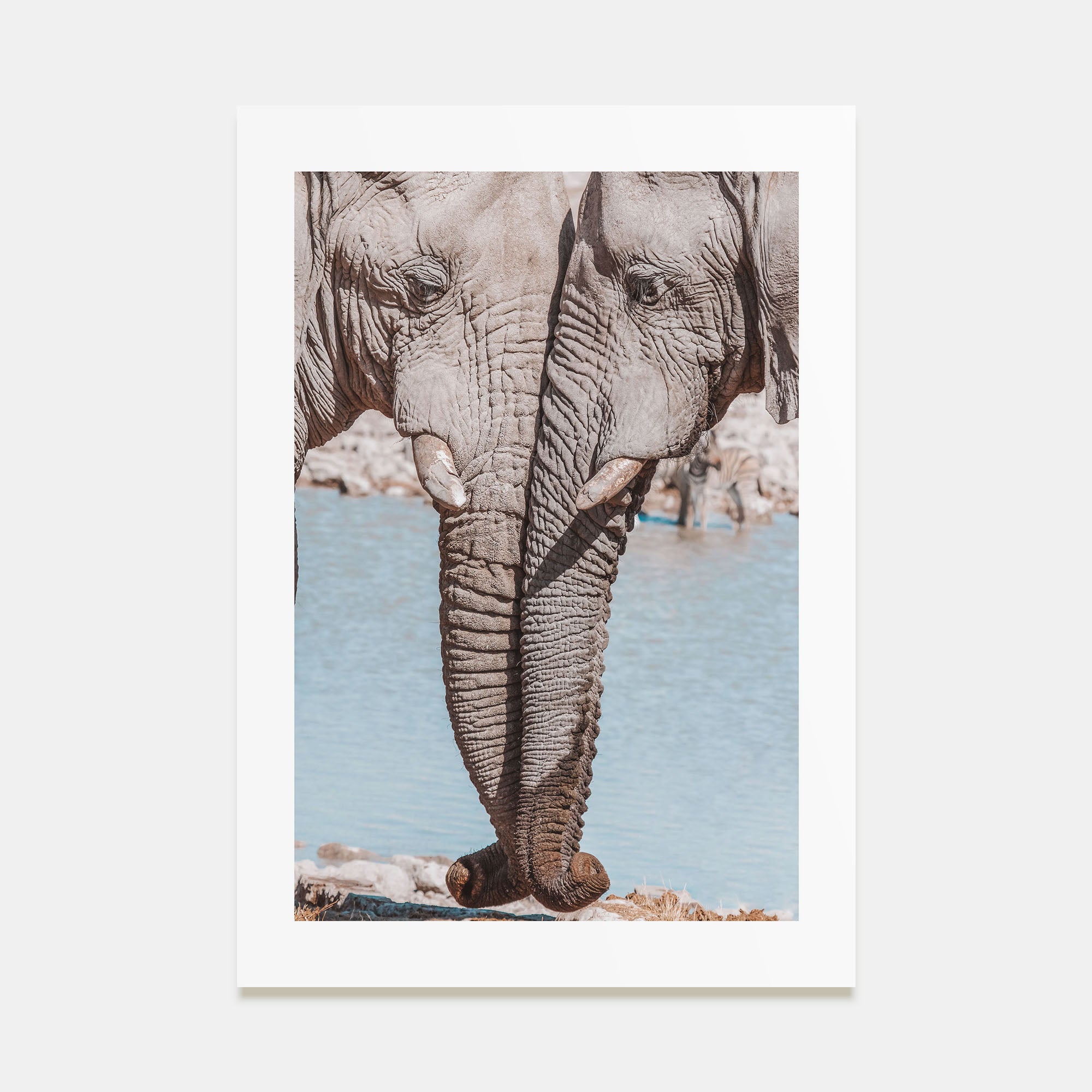 Elephant Couple Photo Color Poster