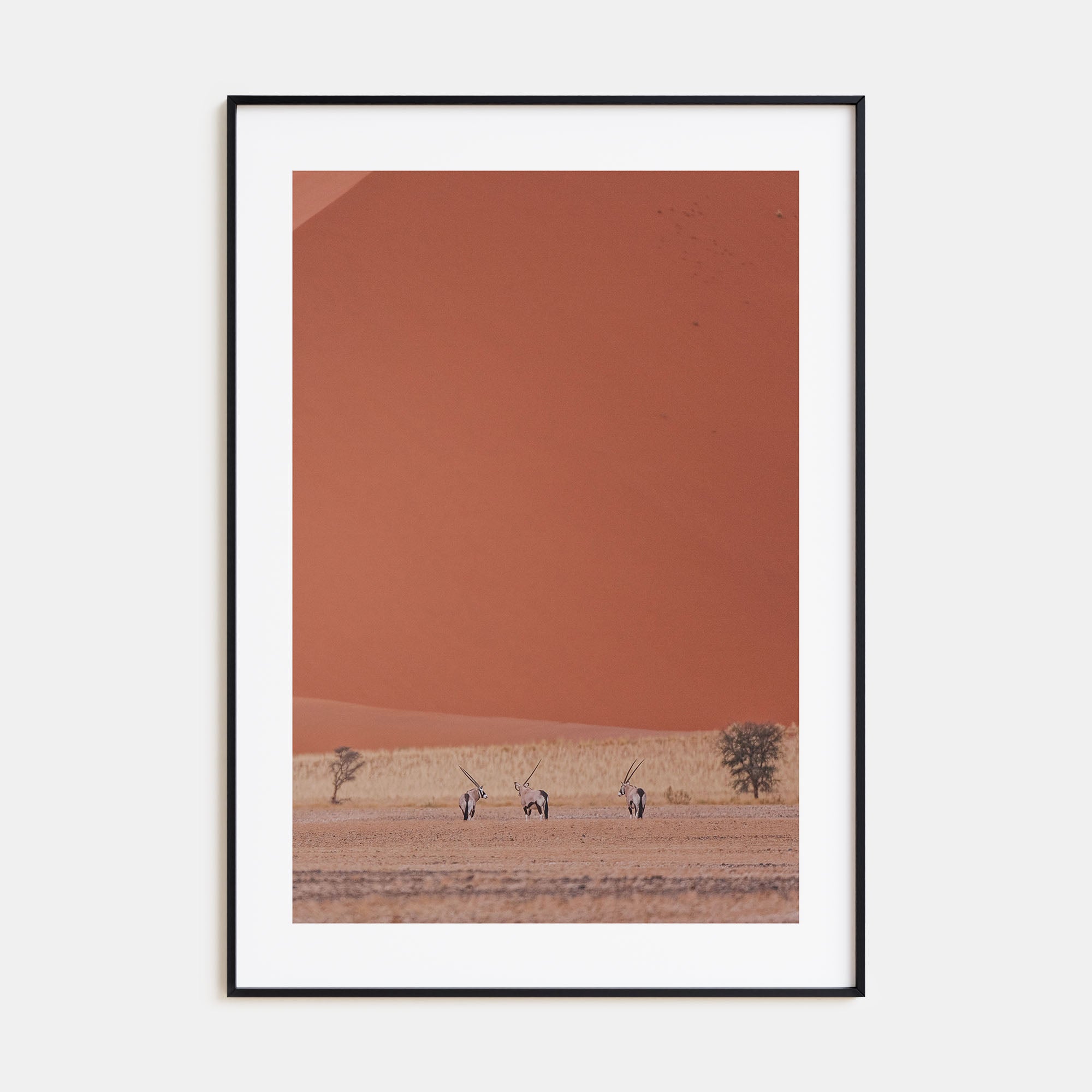 Gazella Photo Color Poster