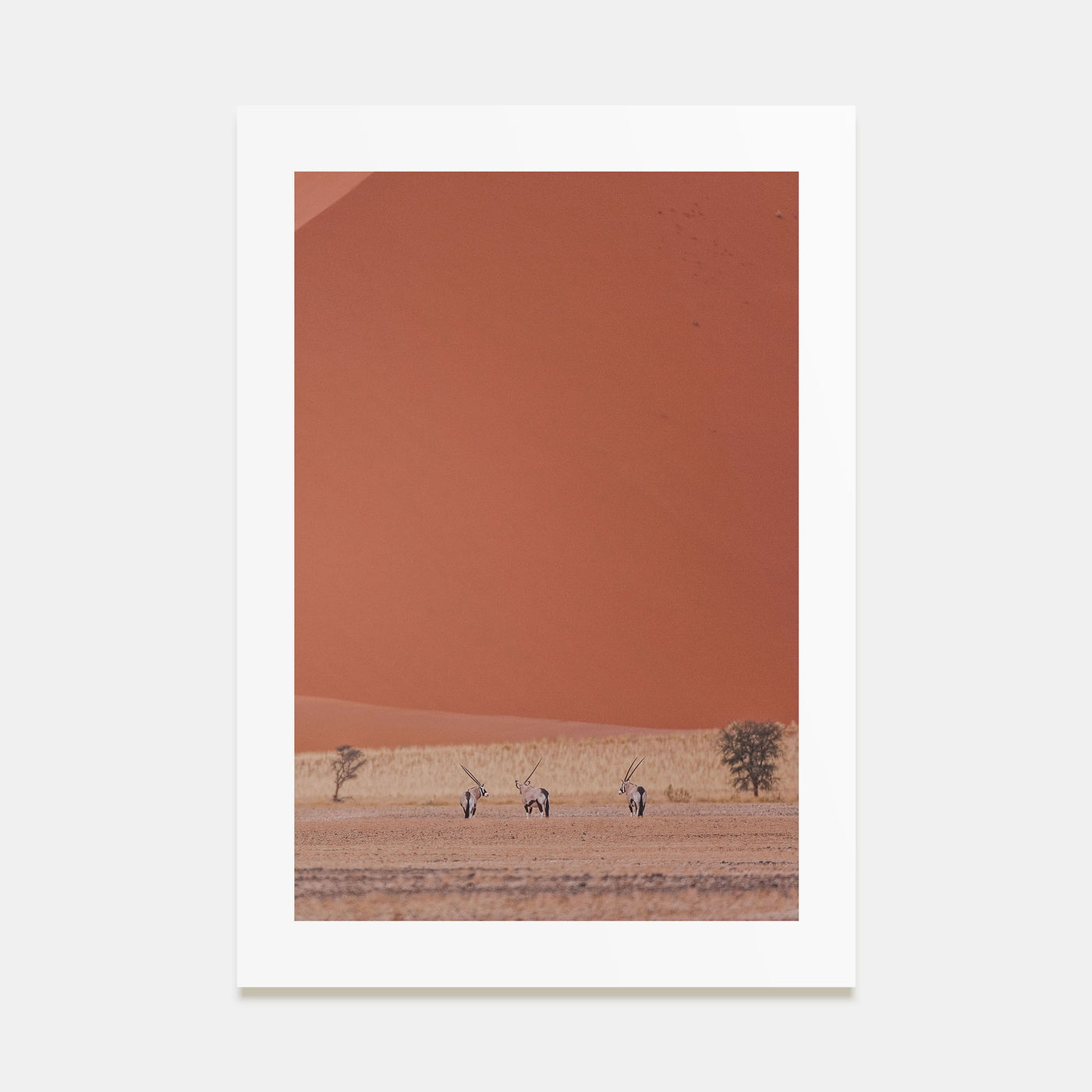 Gazella Photo Color Poster