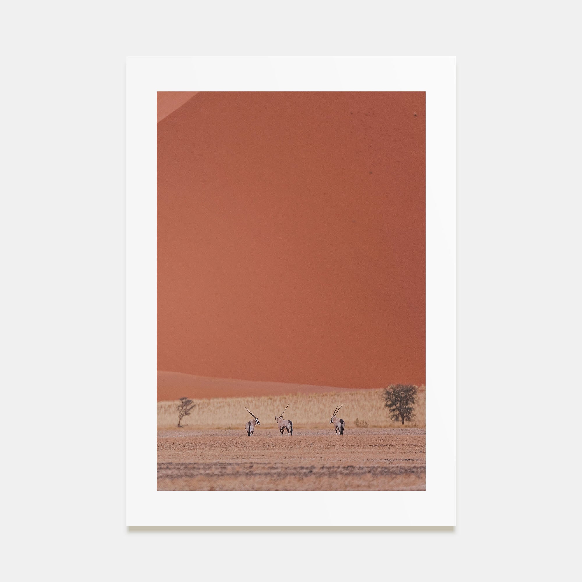 Gazella Photo Color Poster
