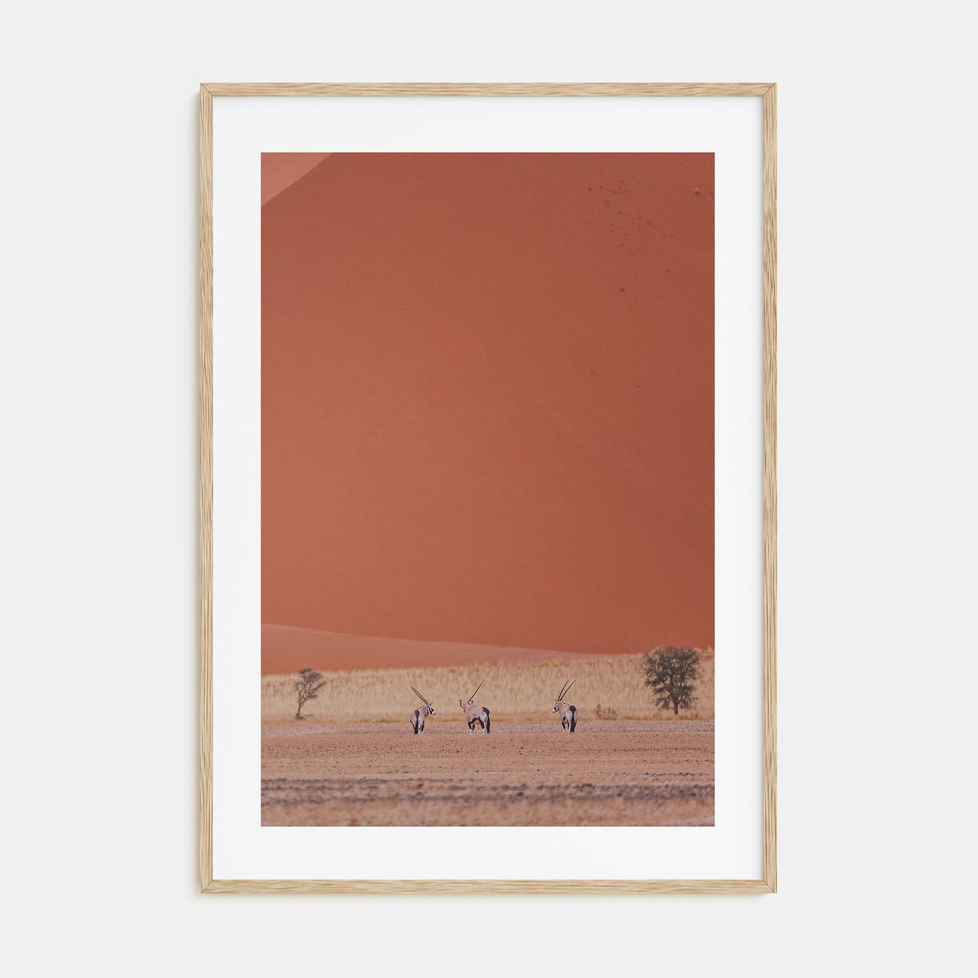 Gazella Photo Color Poster
