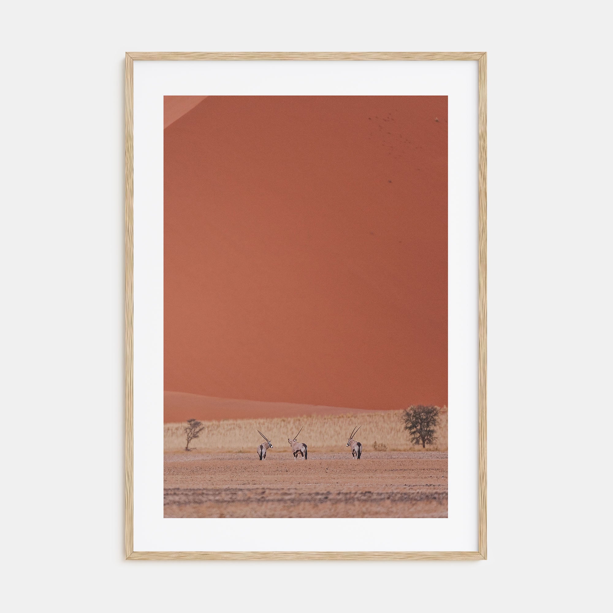 Gazella Photo Color Poster