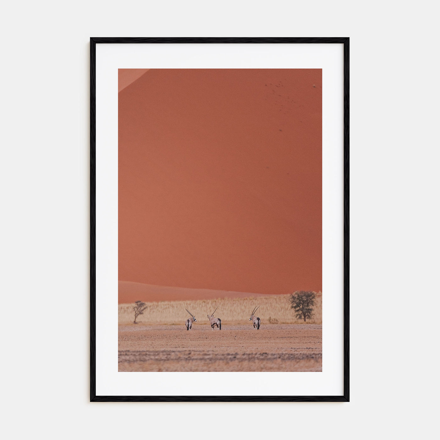 Gazella Photo Color Poster