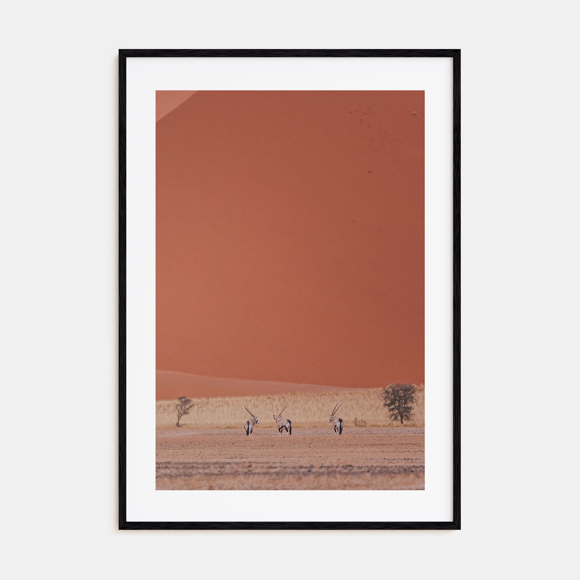 Gazella Photo Color Poster