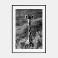 Giraffe Photo B&W No 1 Poster