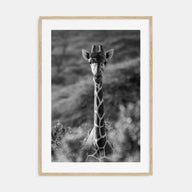 Giraffe Photo B&W No 1 Poster