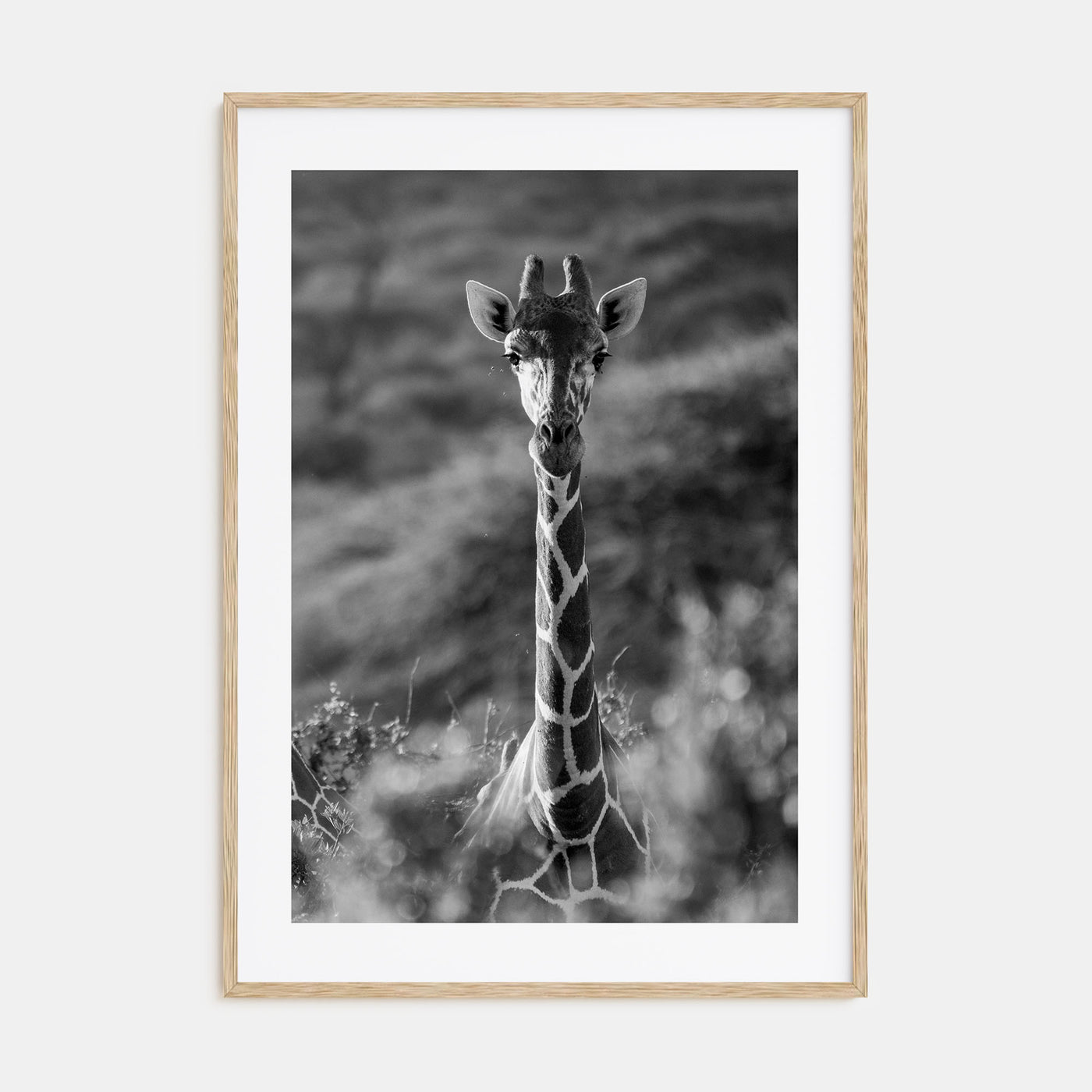 Giraffe Photo B&W No 1 Poster