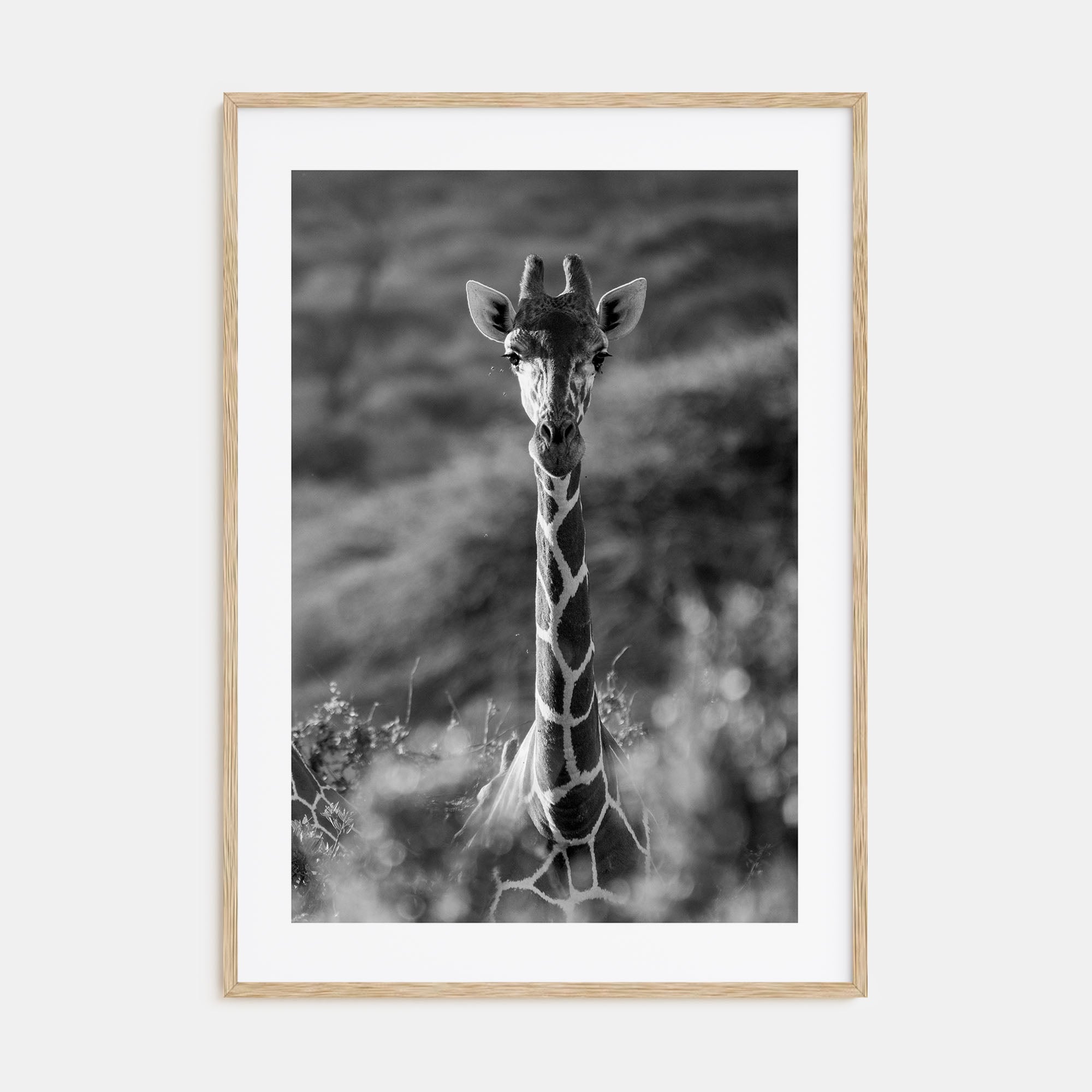Giraffe Photo B&W No 1 Poster