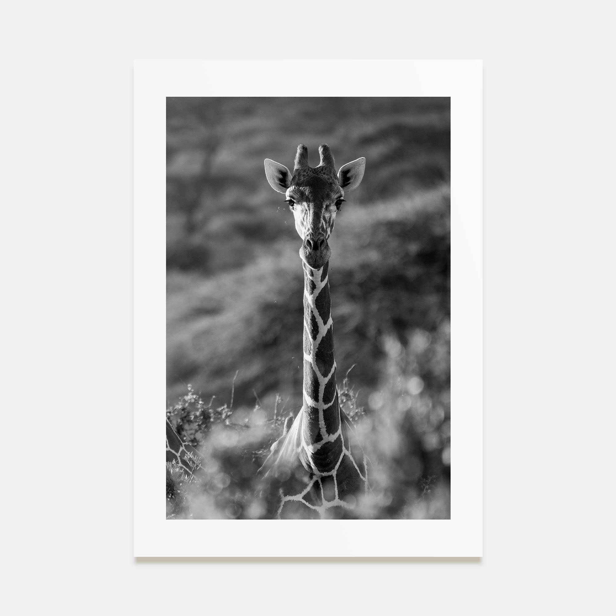 Giraffe Photo B&W No 1 Poster