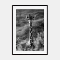 Giraffe Photo B&W No 1 Poster