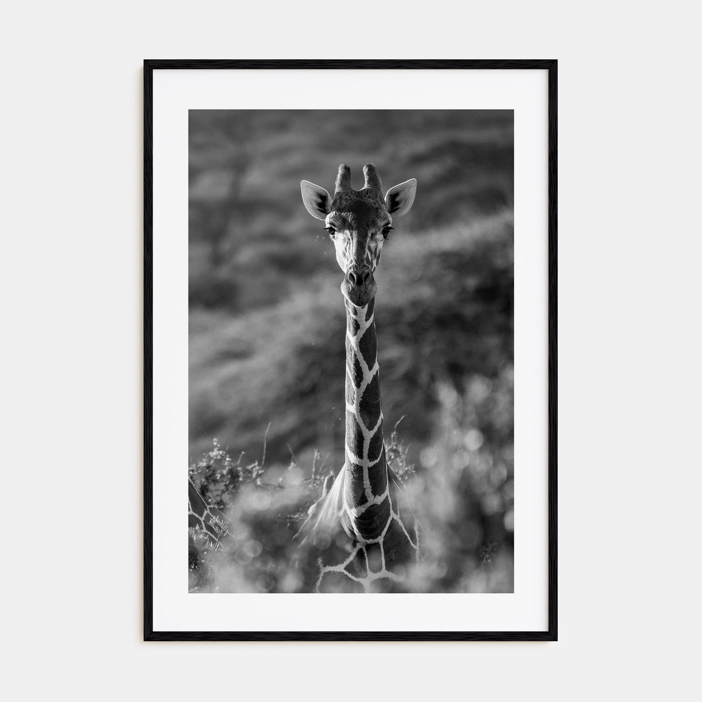 Giraffe Photo B&W No 1 Poster