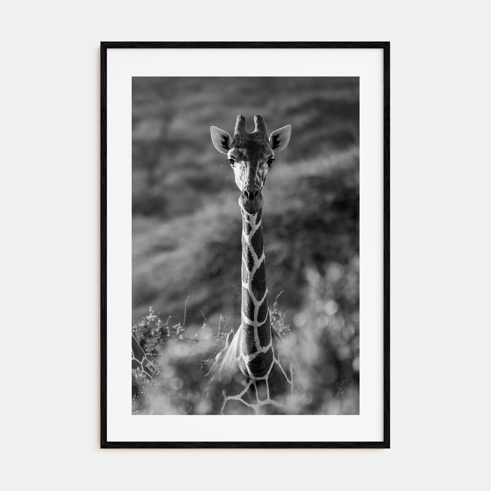 Giraffe Photo B&W No 1 Poster