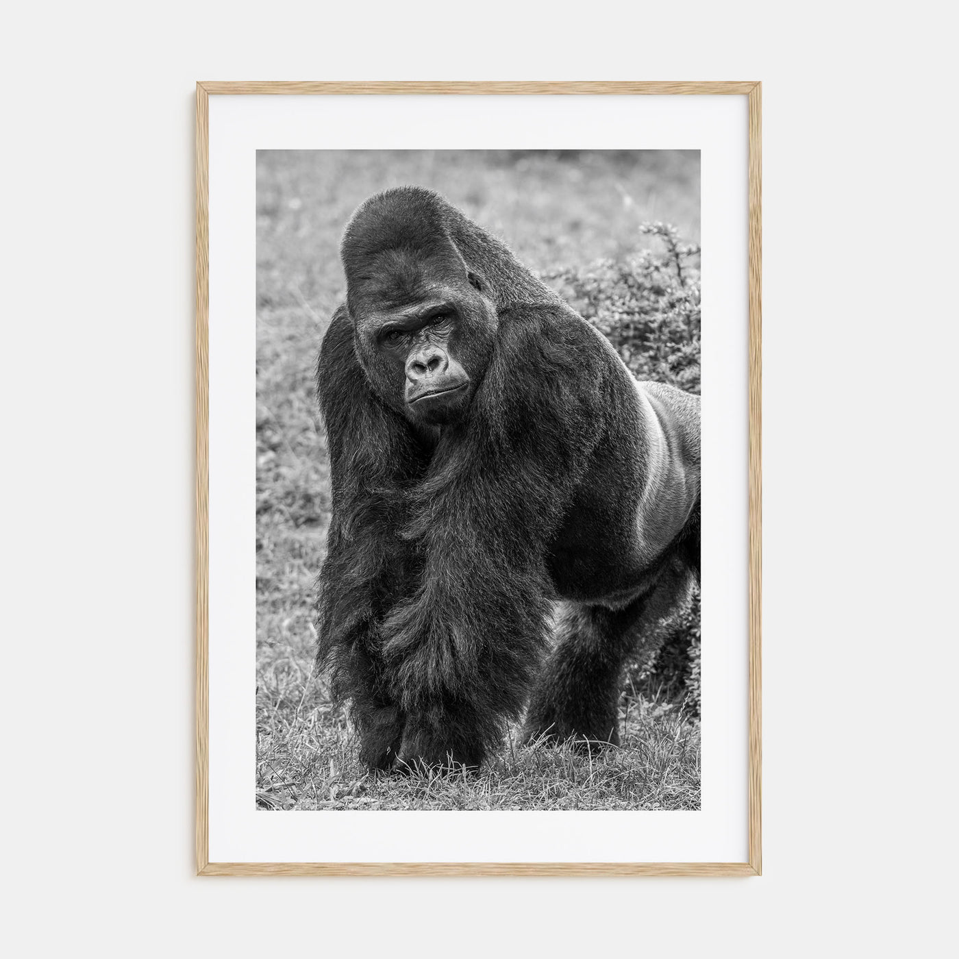 Gorilla Photo B&W Poster
