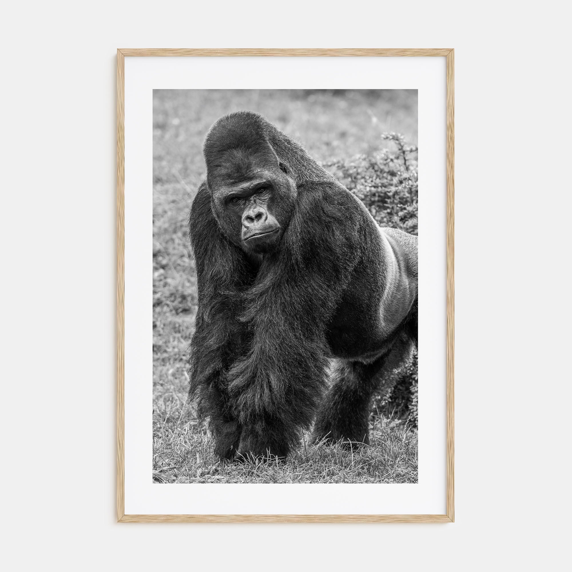 Gorilla Photo B&W Poster