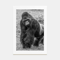 Gorilla Photo B&W Poster