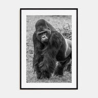 Gorilla Photo B&W Poster