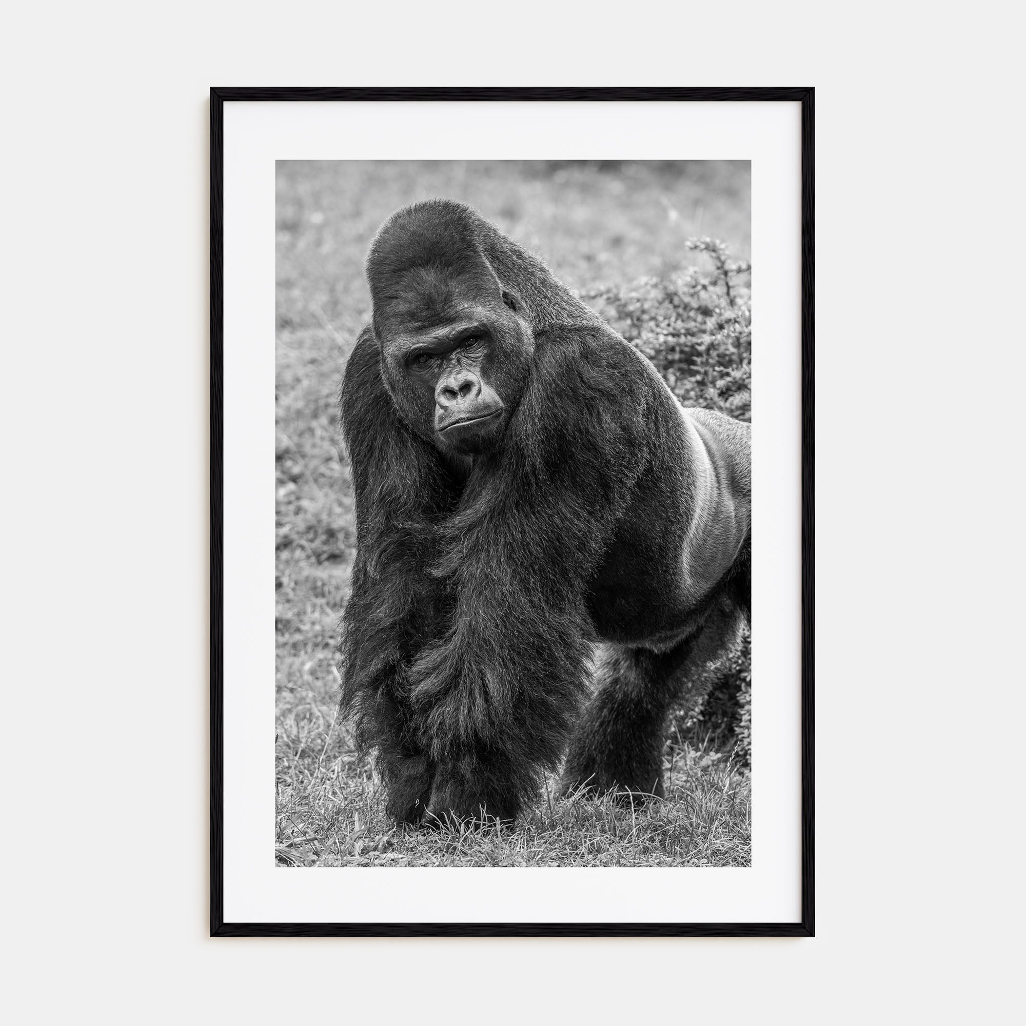 Gorilla Photo B&W Poster