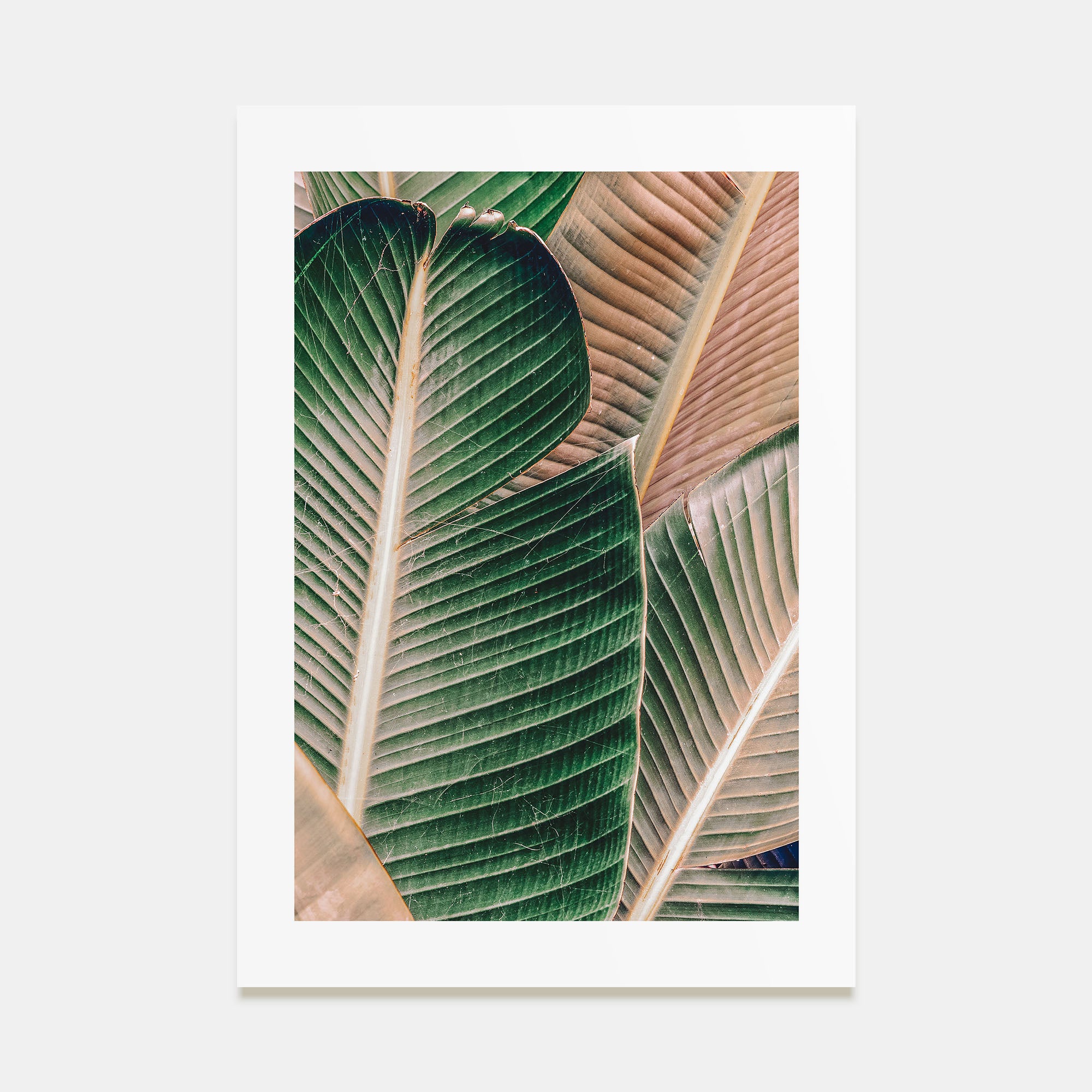 Green Palm Leaf Photo Color Poster