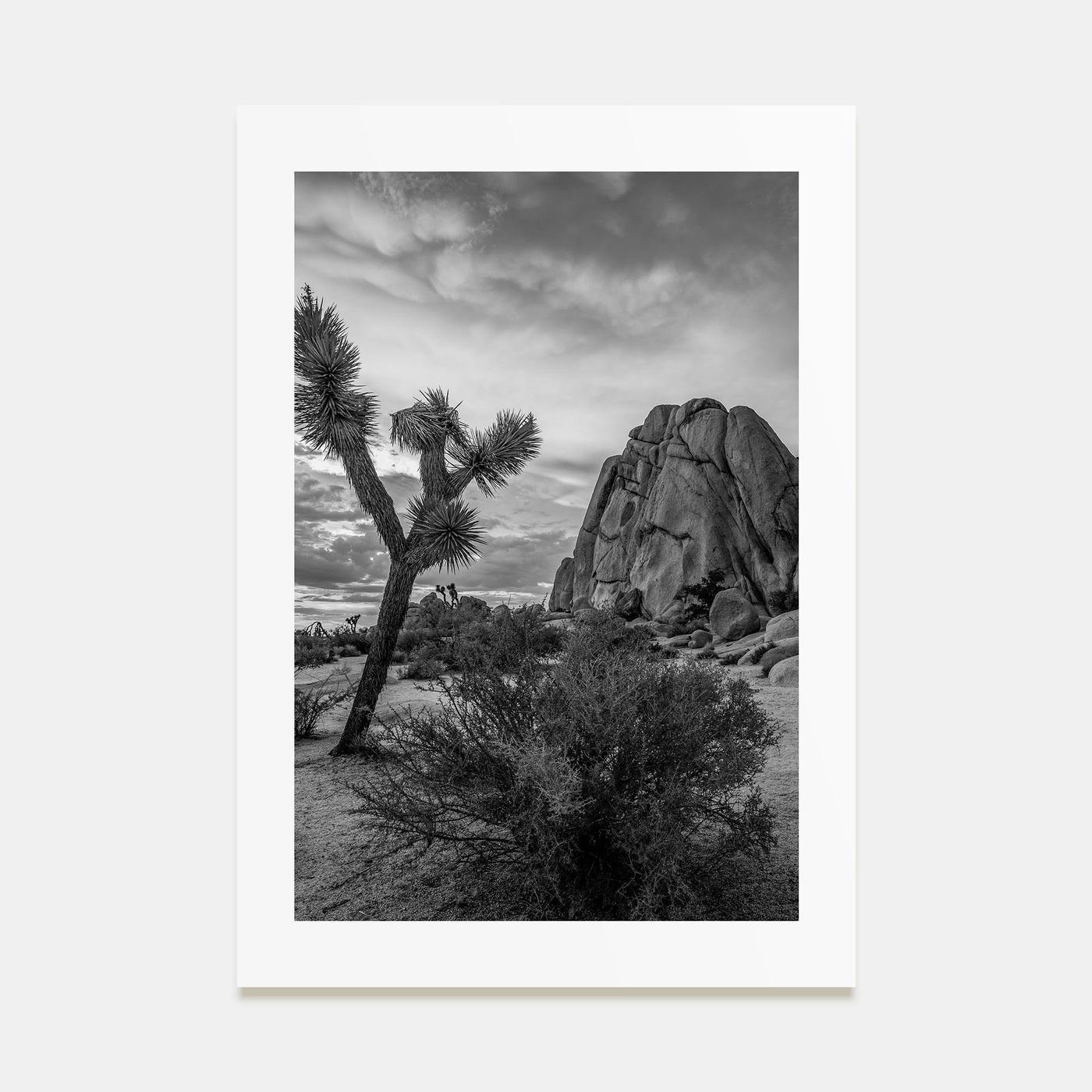 Joshua Tree National Park Photo B&W No 2 Poster