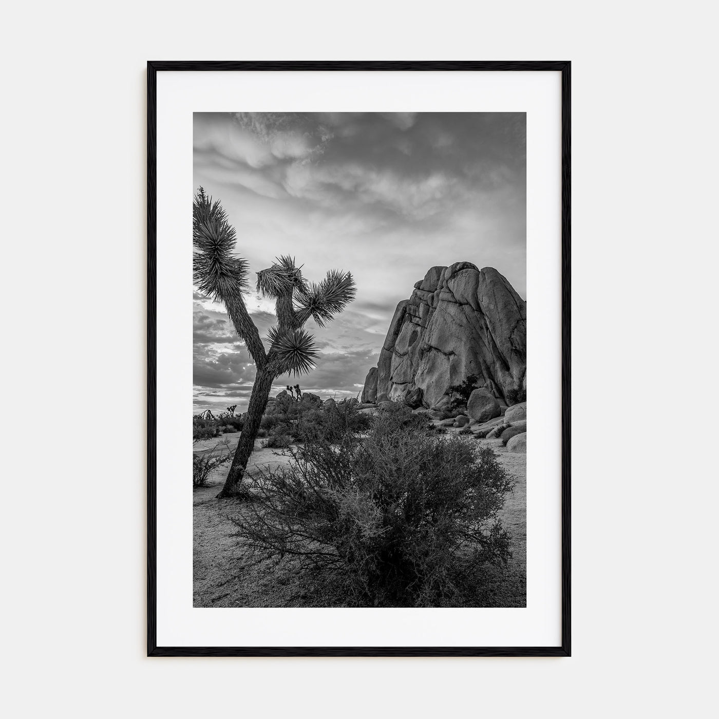 Joshua Tree National Park Photo B&W No 2 Poster