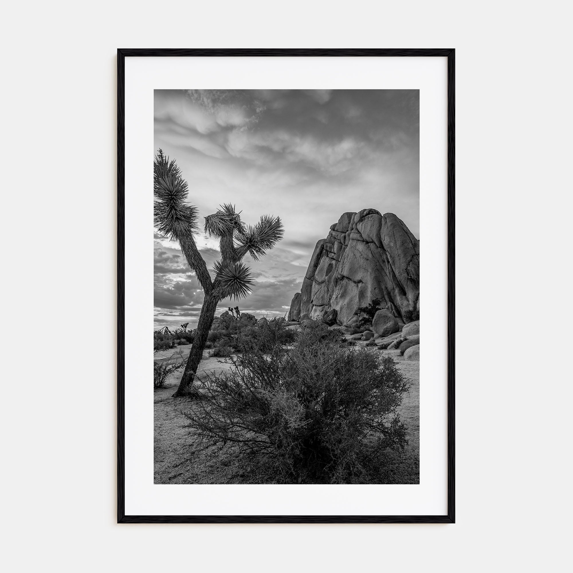 Joshua Tree National Park Photo B&W No 2 Poster