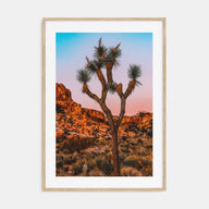 Joshua Tree National Park Photo Color No 1 Poster