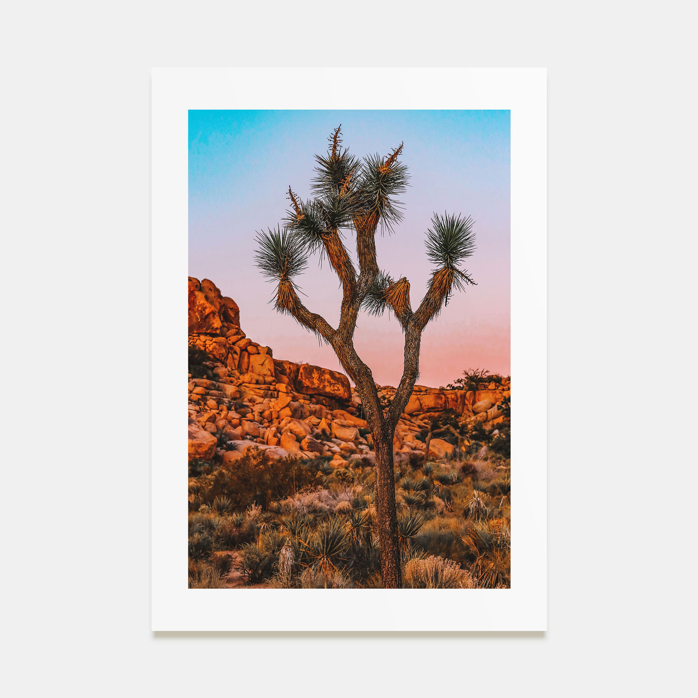 Joshua Tree National Park Photo Color No 1 Poster
