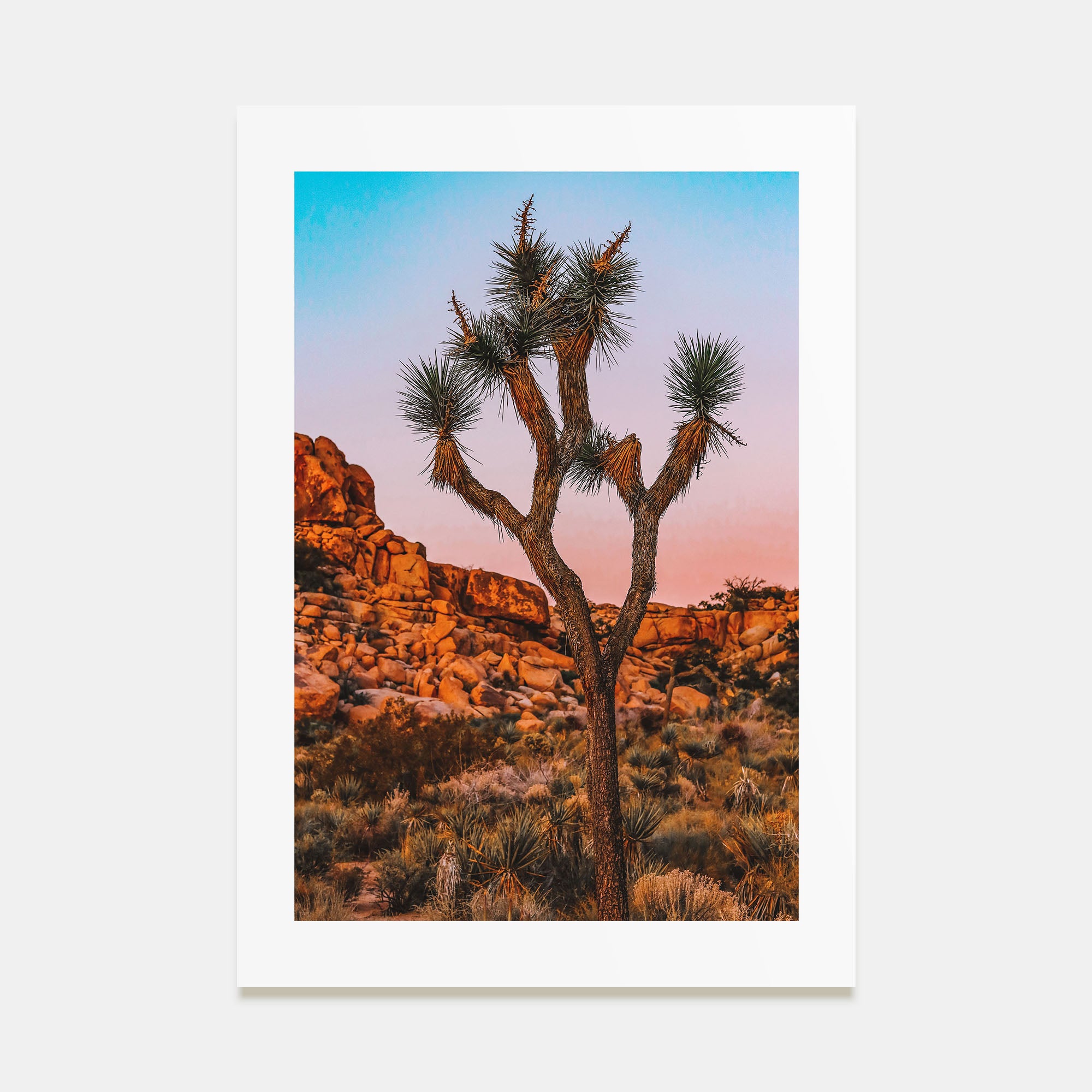 Joshua Tree National Park Photo Color No 1 Poster