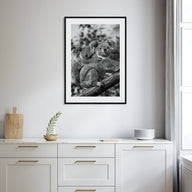 Koala Photo B&W No 1 Poster