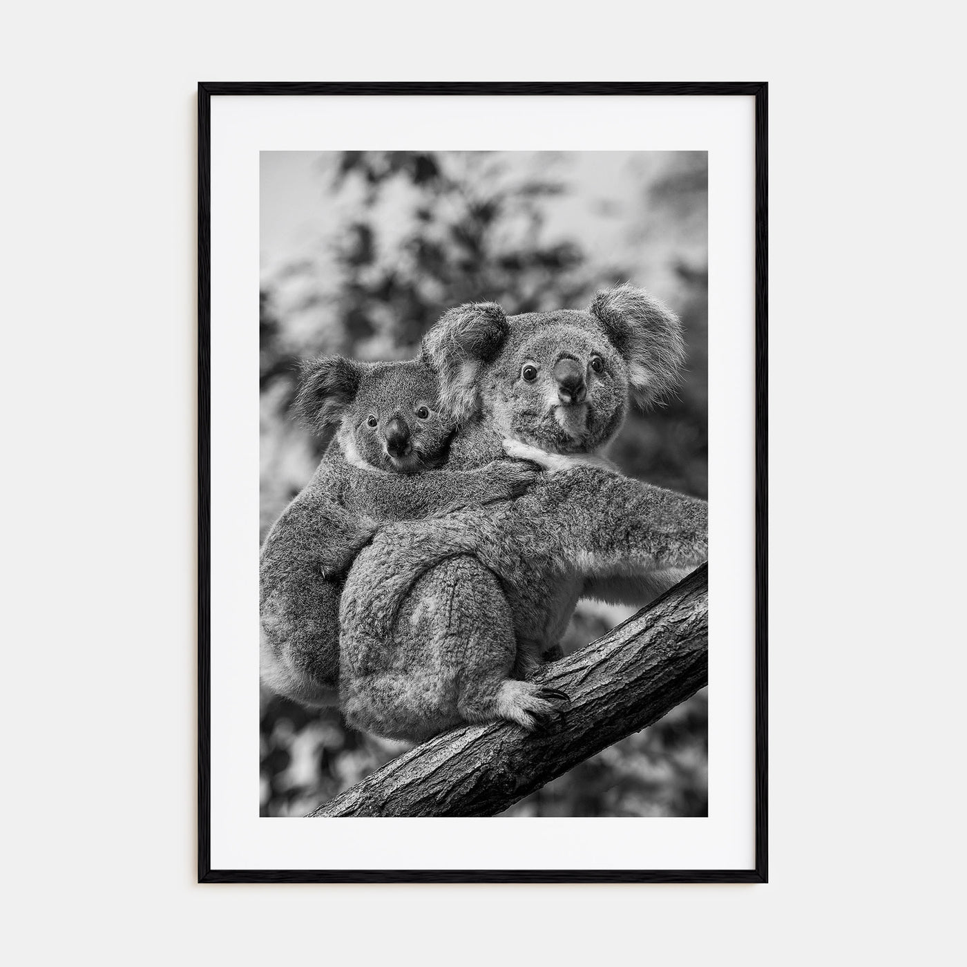 Koala Photo B&W No 1 Poster