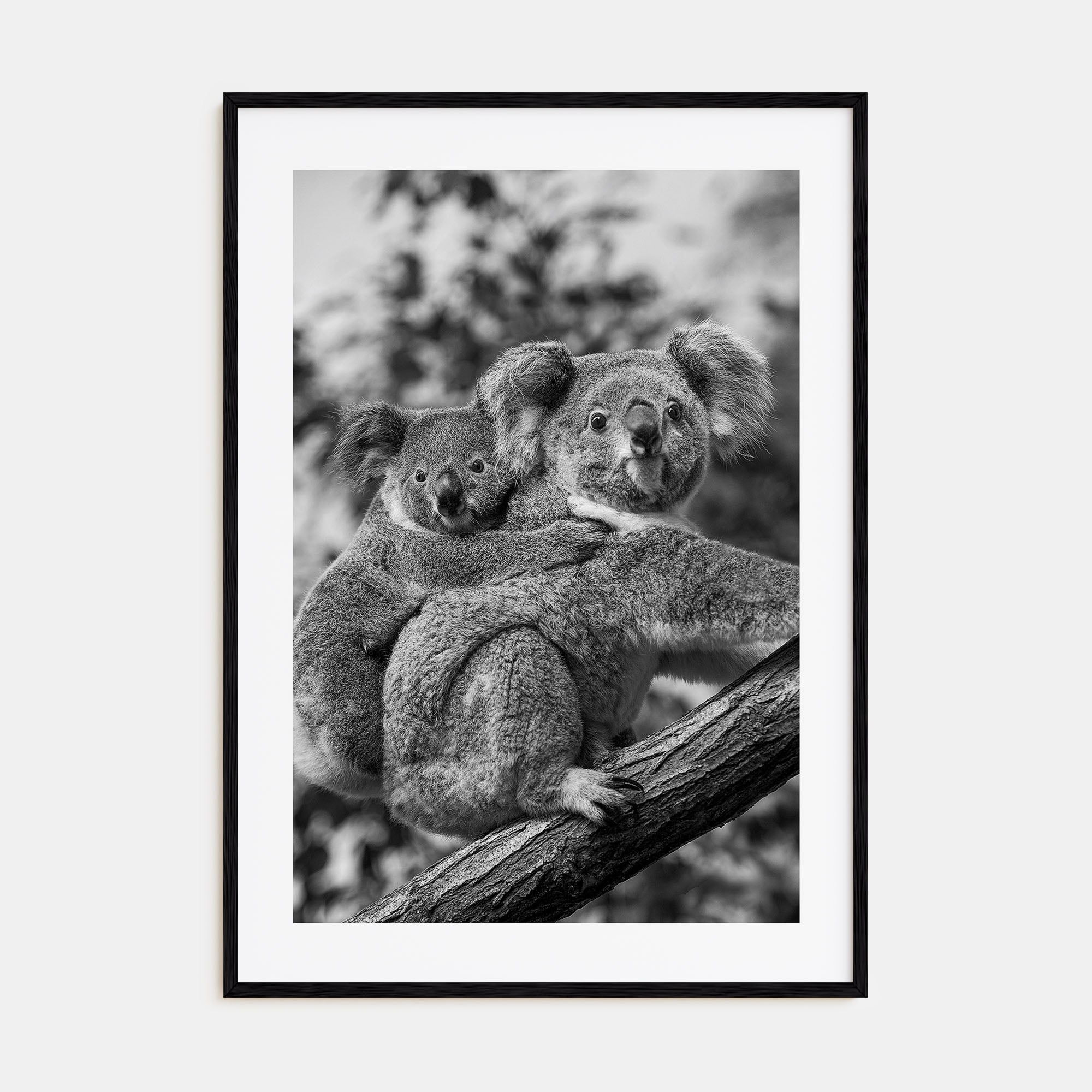 Koala Photo B&W No 1 Poster