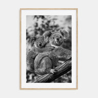 Koala Photo B&W No 1 Poster