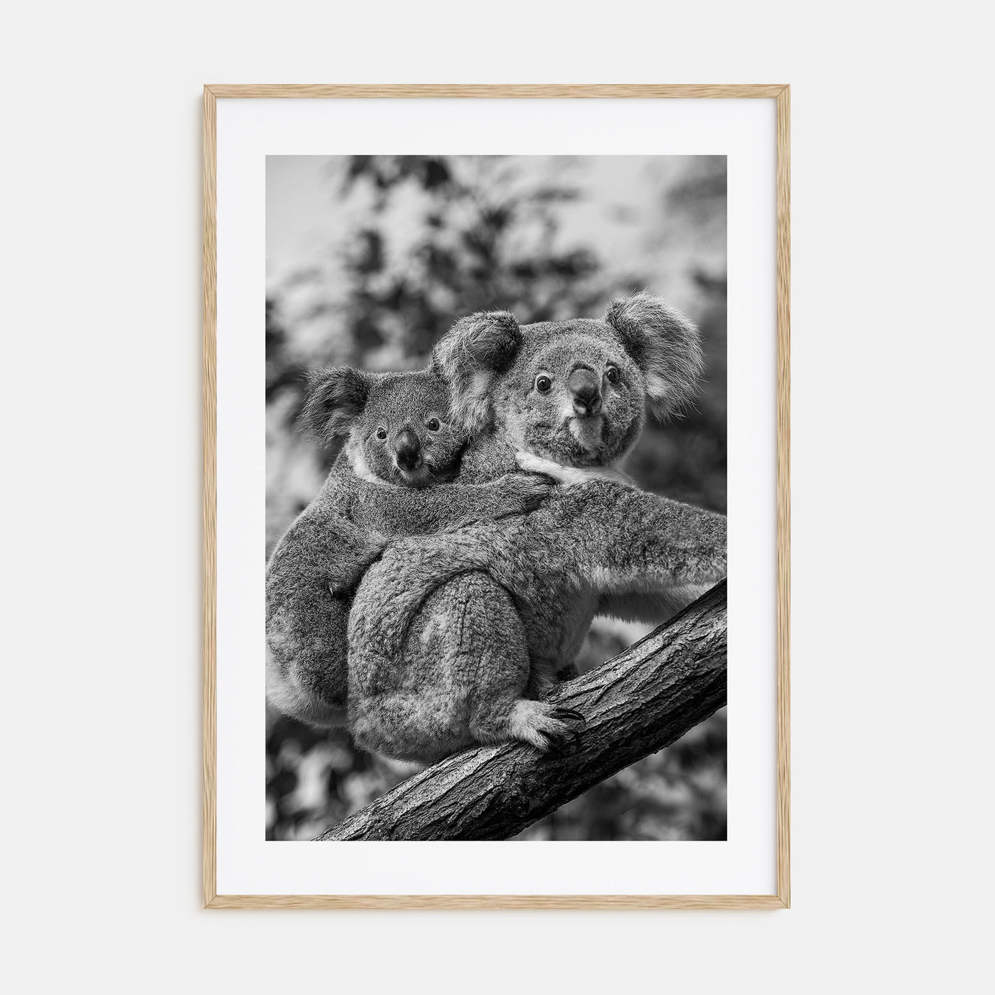 Koala Photo B&W No 1 Poster