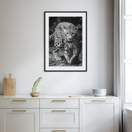 Leopard Photo B&W No 1 Poster