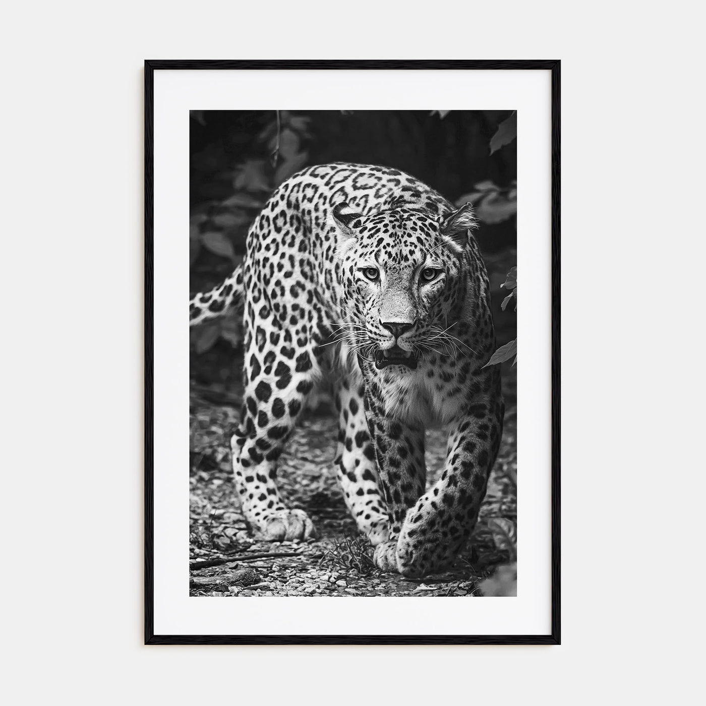 Leopard Photo B&W No 1 Poster