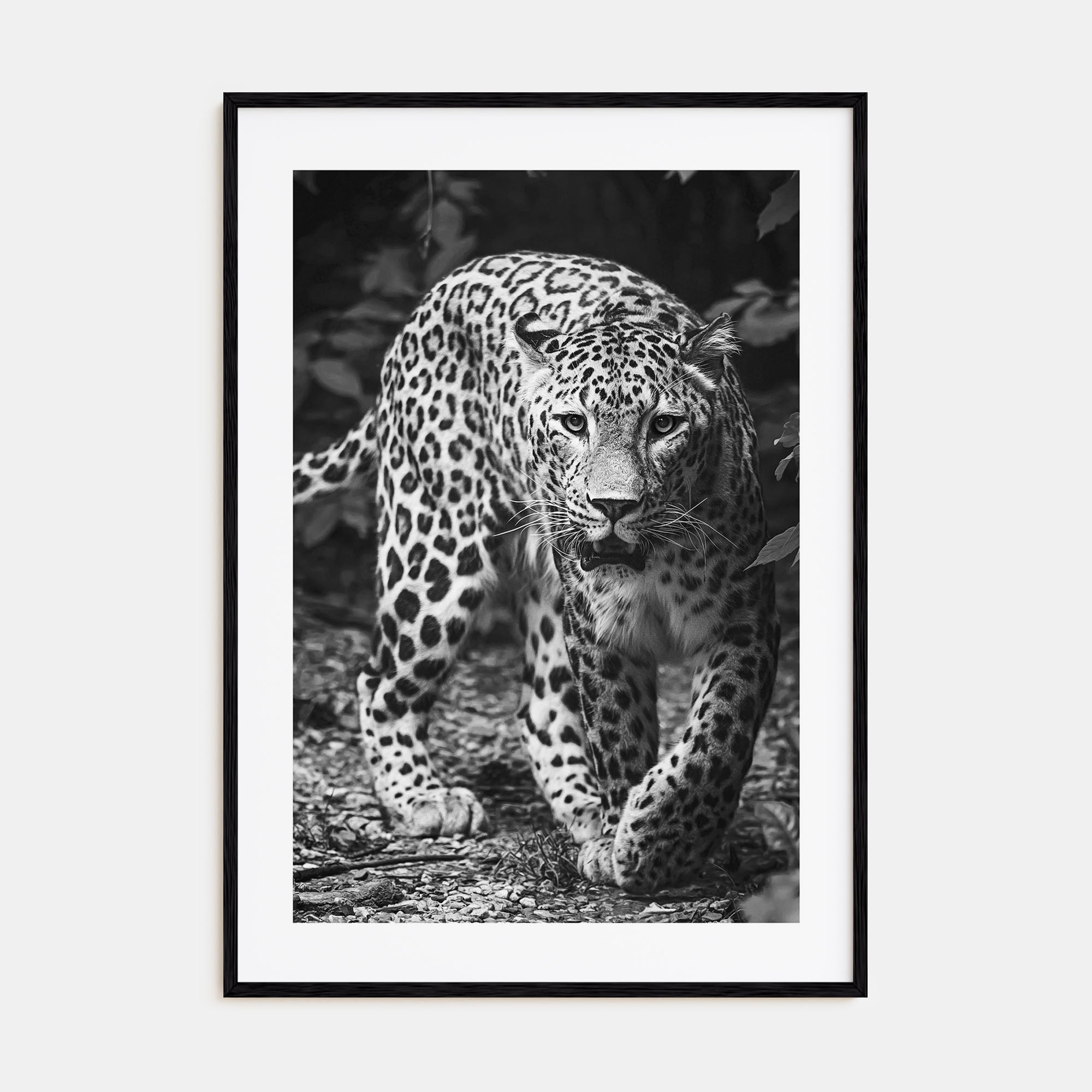 Leopard Photo B&W No 1 Poster