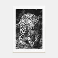 Leopard Photo B&W No 1 Poster