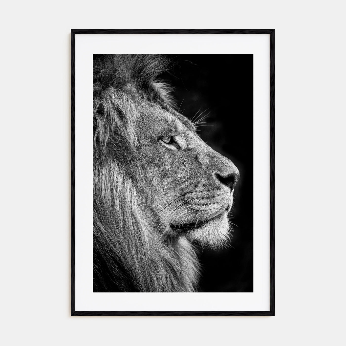 Lion Photo B&W No 1 Poster
