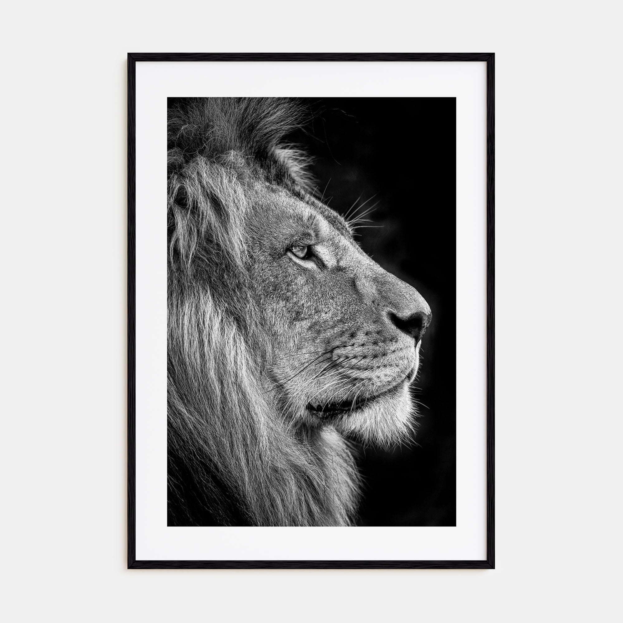 Lion Photo B&W No 1 Poster