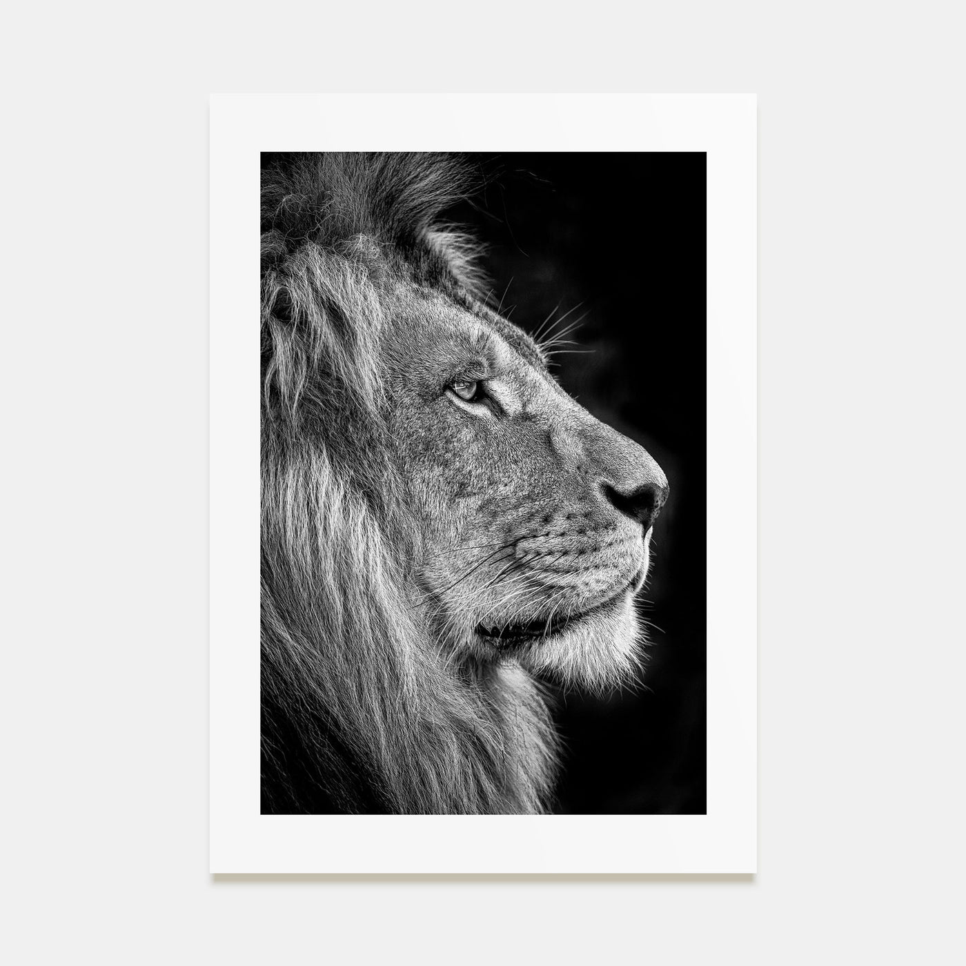 Lion Photo B&W No 1 Poster