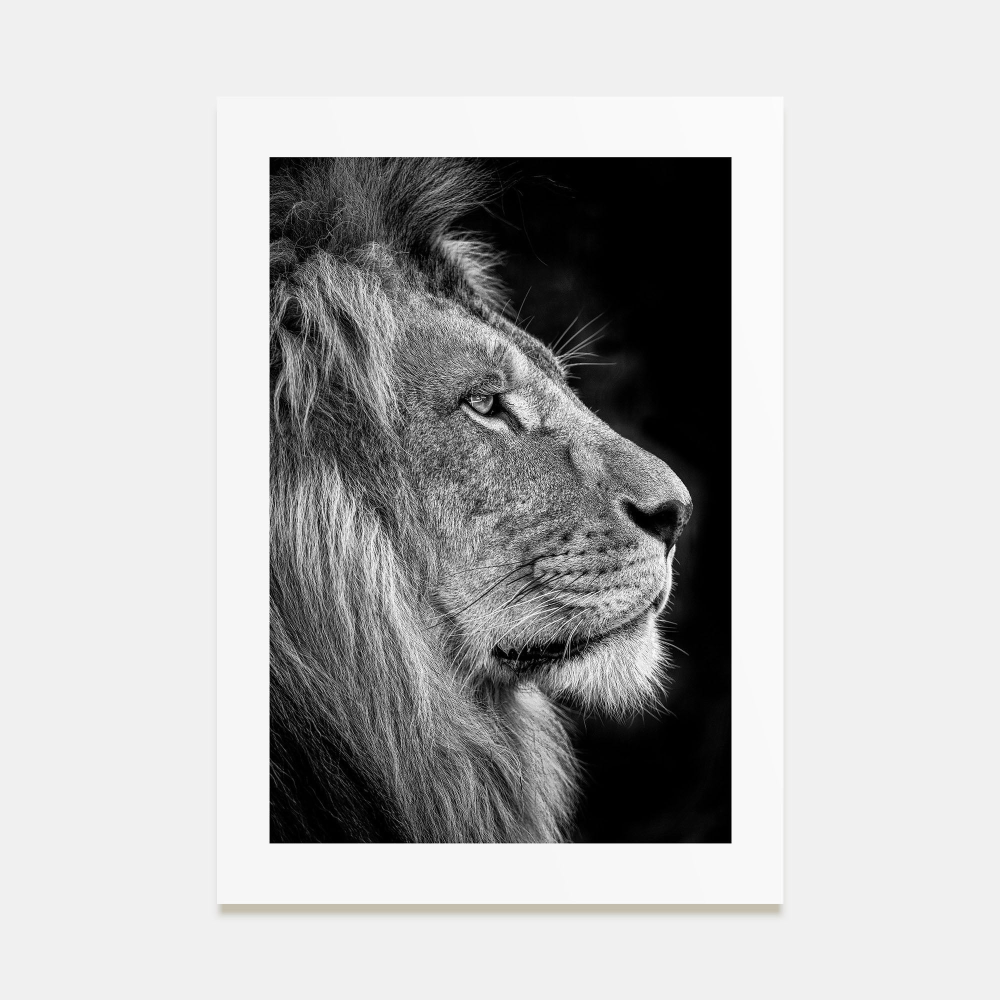Lion Photo B&W No 1 Poster