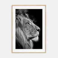 Lion Photo B&W No 1 Poster