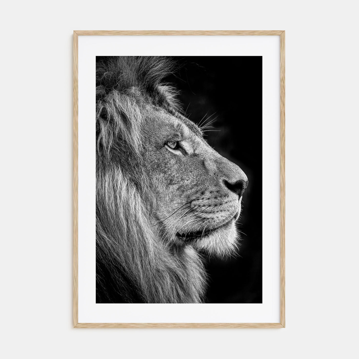 Lion Photo B&W No 1 Poster