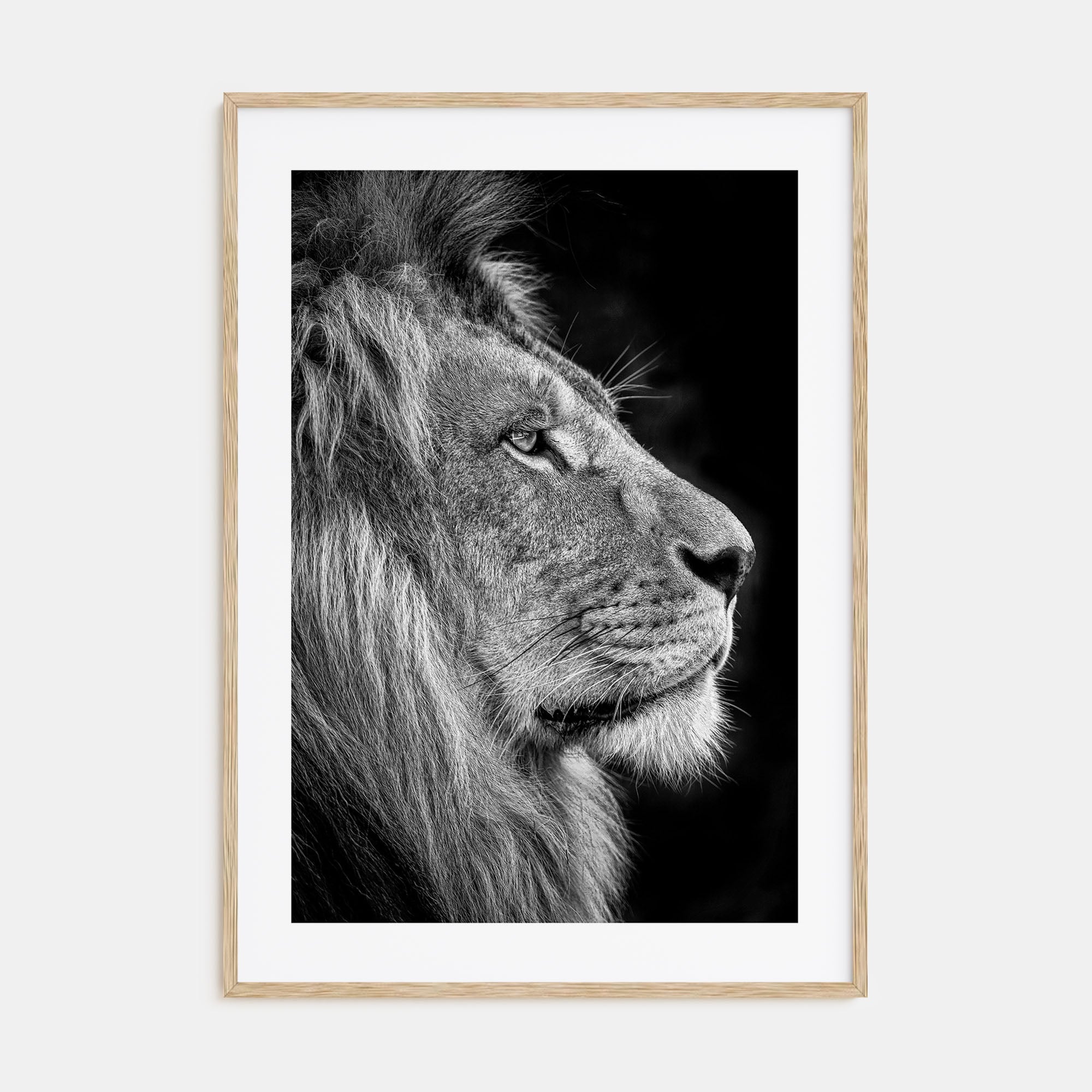 Lion Photo B&W No 1 Poster