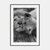 Lion Photo B&W No 2 Poster